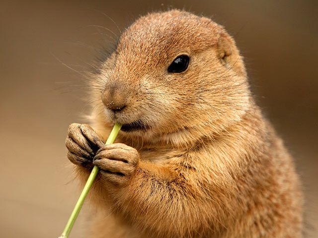 Pictures Of Prairie Dogs Eating Pictures Of Prairie Dogs Eating