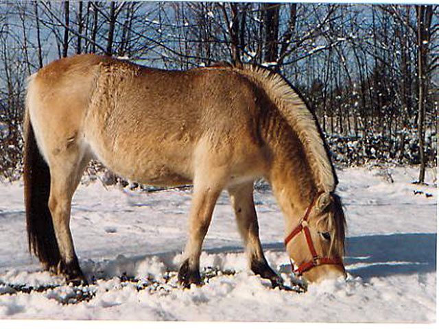 Fjord-Pferd