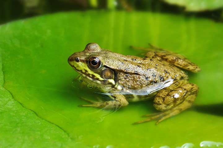 Hüpfender Frosch