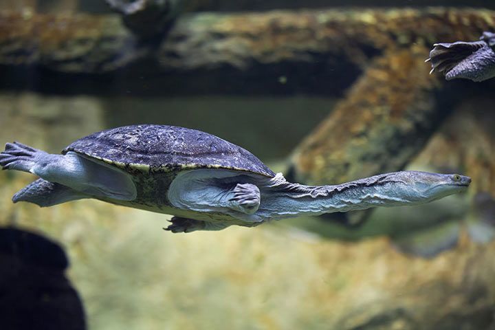 Schlangenhalsschildkröte