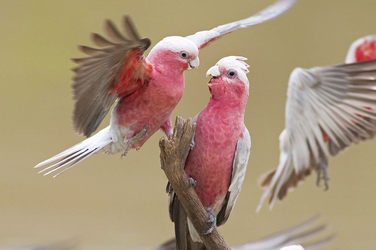 Rosa und pinke Tiere