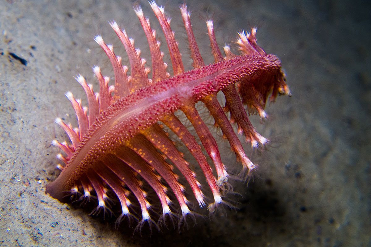 Rosa und pinke Tiere