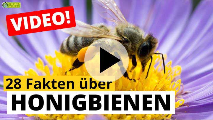 Honigbiene-Video - 28 Fakten über Honigbienen