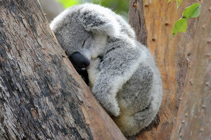 koala_schlafender_l.jpg