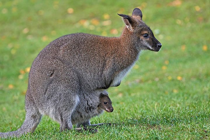 Rotnacken-Wallaby