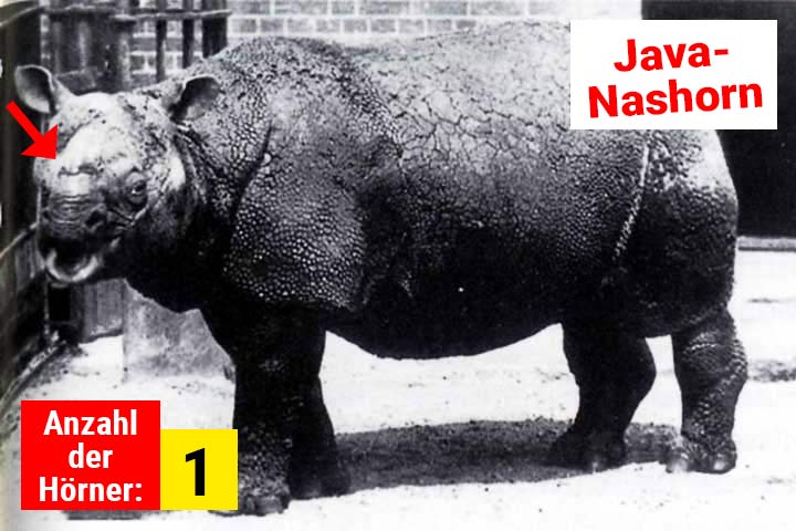 Java-Nashorn