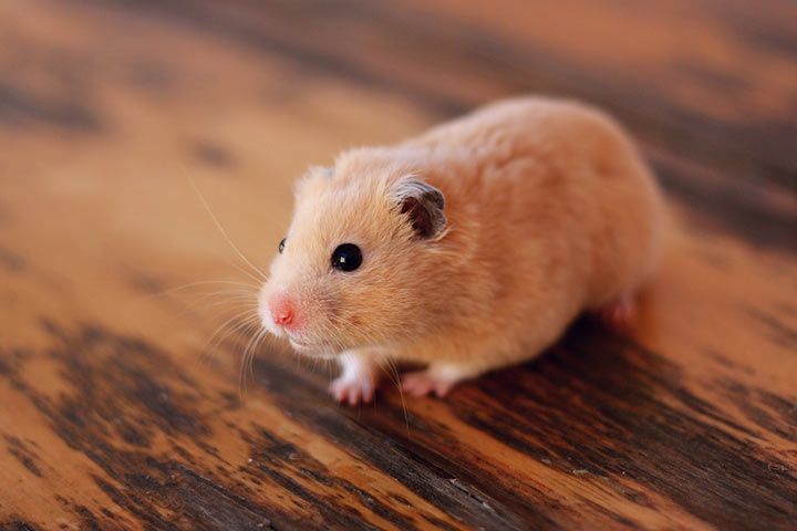 Creme-Goldhamster