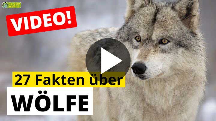 Wolf-Video - 27 Fakten über Wölfe