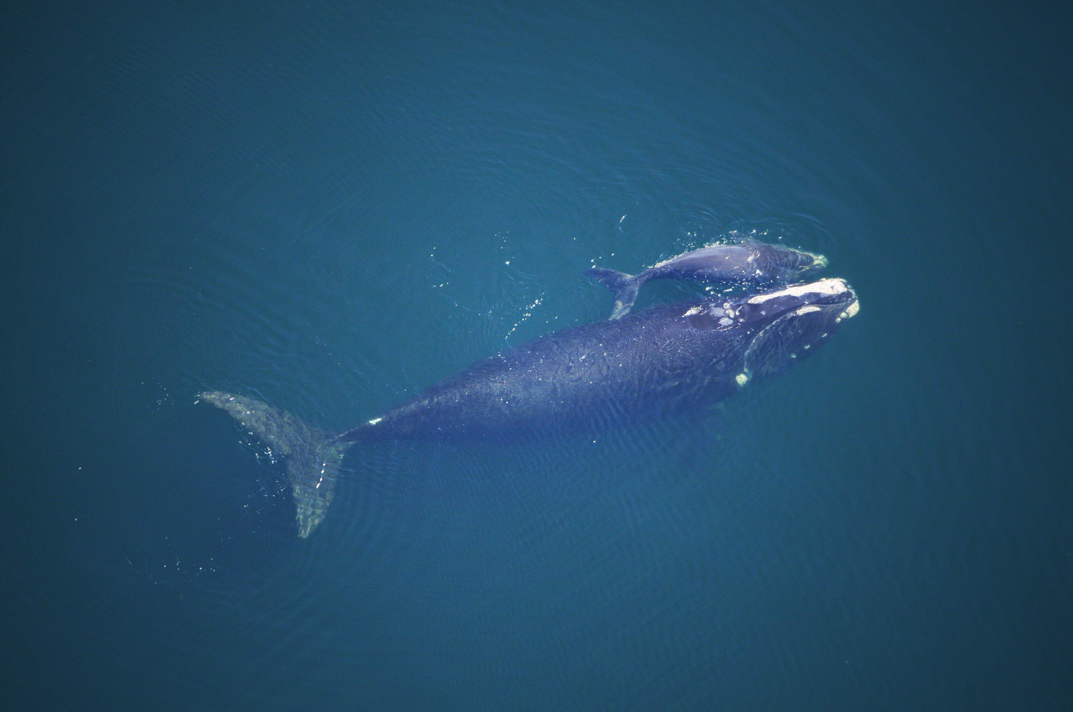 Nordkaper Kuh und Kalb Nordkaper Kuh und Kalb