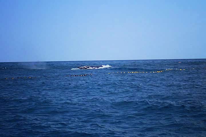 Nordkaper im Fischernetz gefangen Nordkaper im Fischernetz gefangen