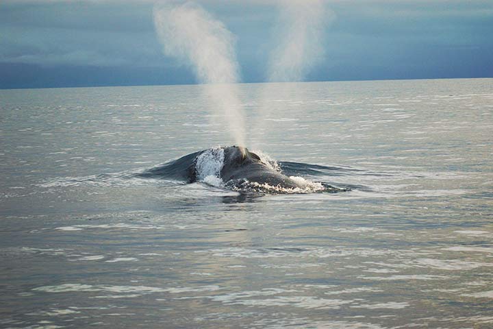 Nordkaper Fontäne Nordkaper Fontäne