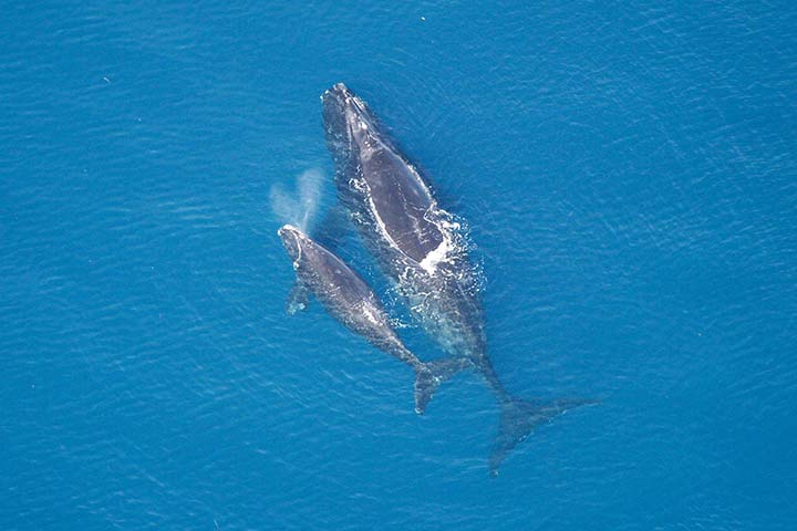 Nordkaper Mutter und Jungtier Nordkaper Mutter und Jungtier