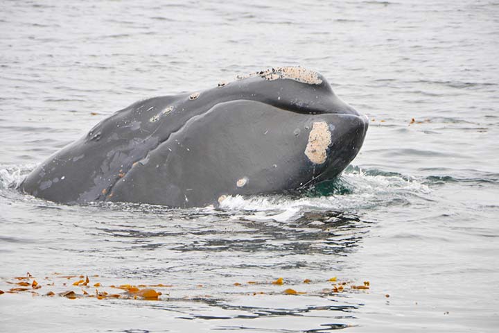Nordkaper Mütze Nordkaper Mütze
