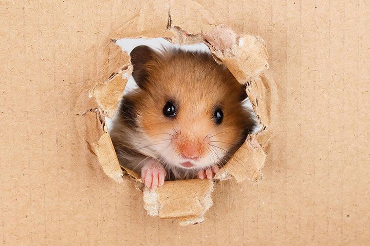 Hamster im Karton