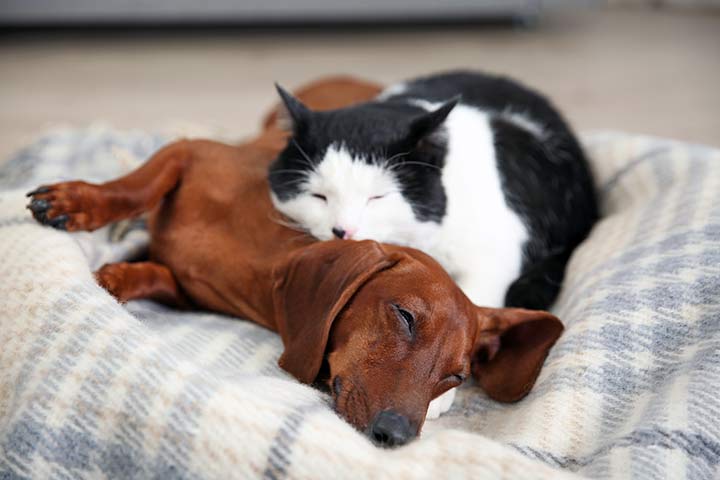 Hund und Katze