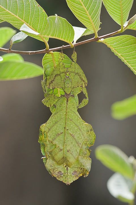 Wandelndes Blatt