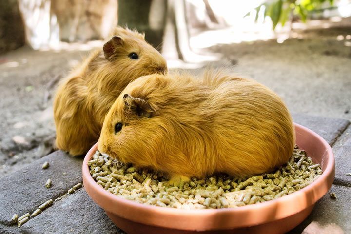 Meerschweinchen