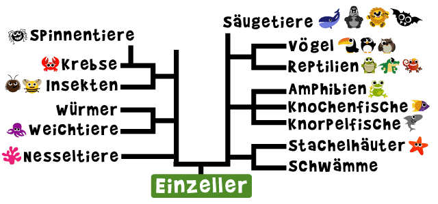 stammbaum