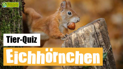 Eichhörnchen-Quiz