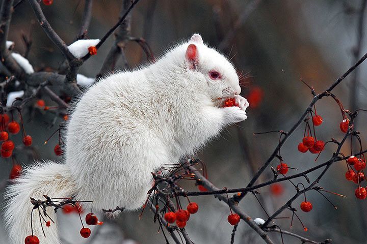 Albino-Eichhörnchen