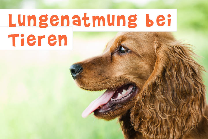 tiere haben das wort