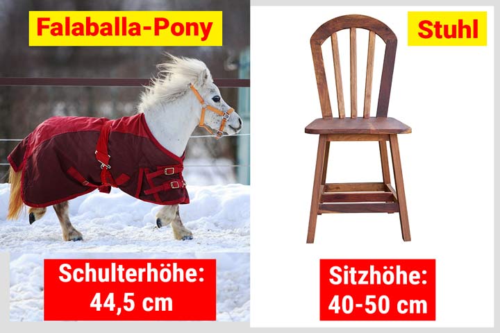 Falabella-Pony