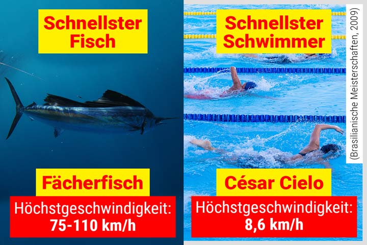 Fächerfisch - Das schnellste Tier im Wasser