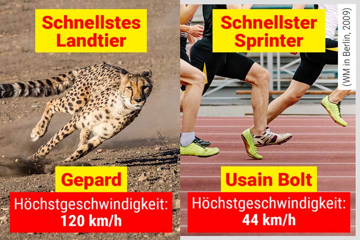 Gepard - Das schnellste Landtier