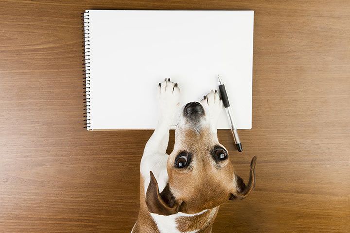 Tagebuch eines Hundes