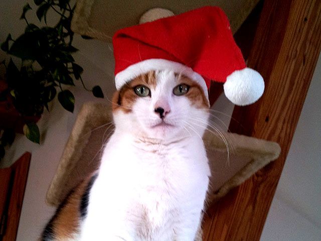 Katze