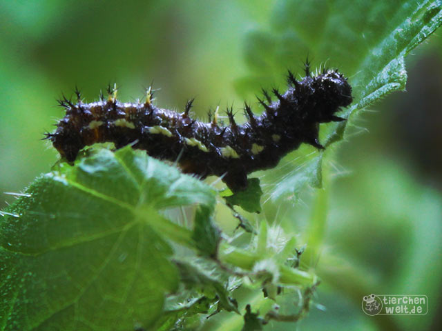 Admiralfalter-Raupe Admiralfalter-Raupe