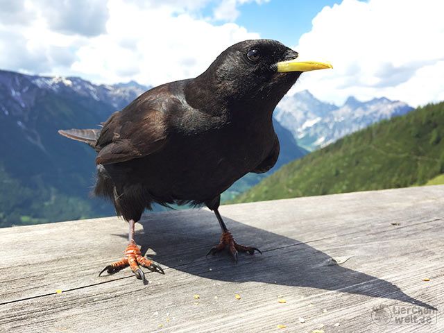 Alpendohle