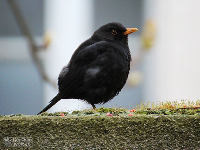 Amsel