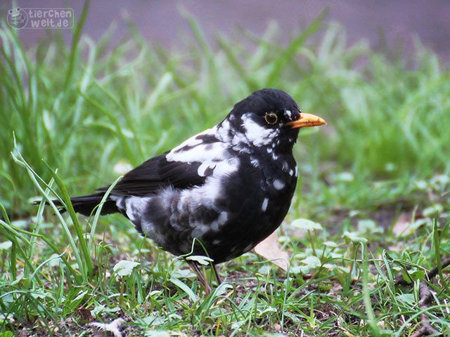 Amsel mit Leuzismus