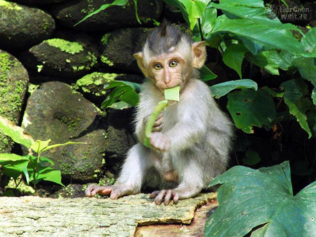 Affe
