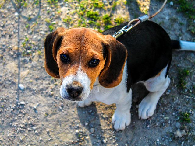 Beagle