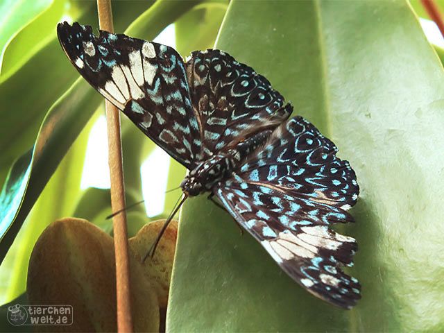 Blauer Mosaikfalter