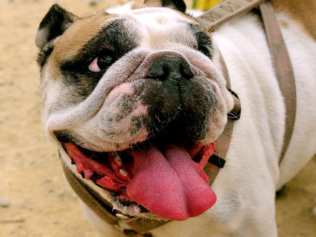 Bulldogge