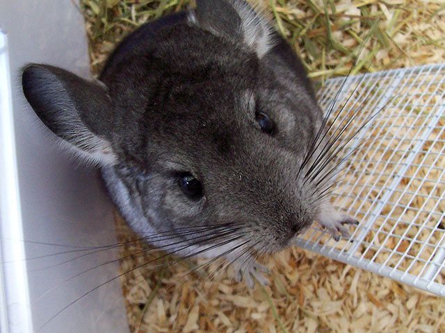 Chinchilla