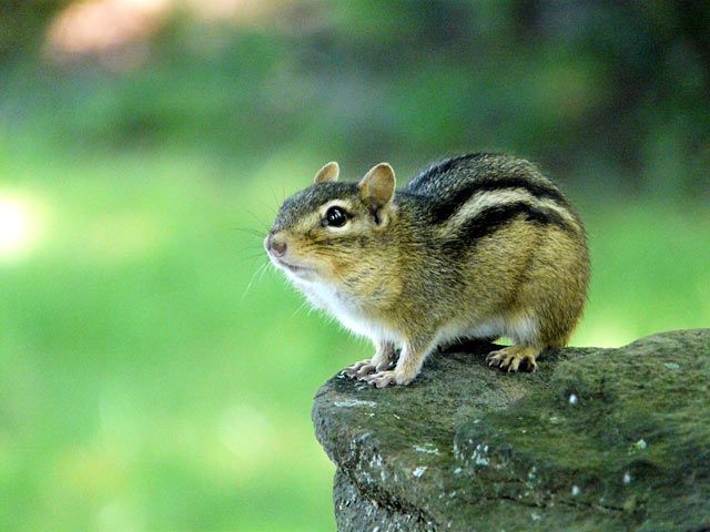 Streifenhörnchen