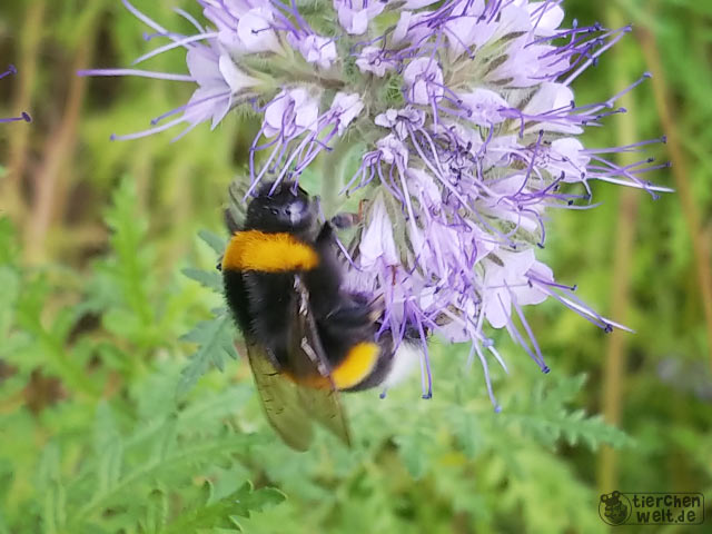 Dunkle Erdhummel