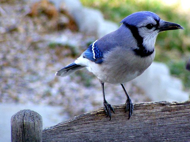 Blauhäher