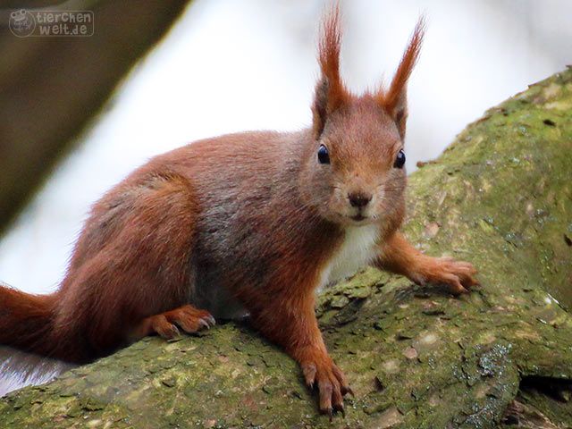 Eichhörnchen