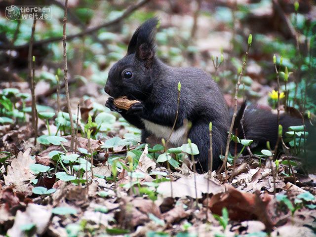 Eichhörnchen