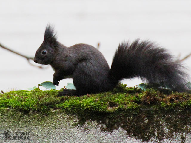 Eichhörnchen