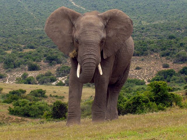 Elefant