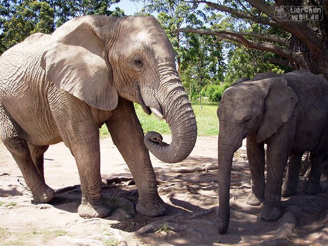 Elefant