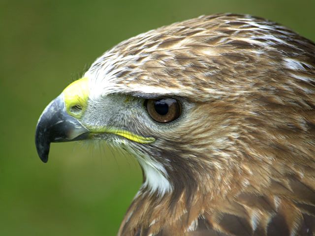 Raubvogel