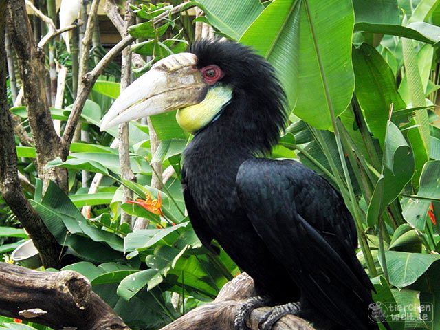 Furchenhornvogel