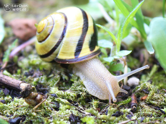 Garten-Bänderschnecke Garten-Bänderschnecke